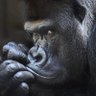 Zilveren Rug. 🦍 profil fotoğrafı