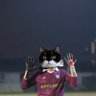 Felis Catus 的头像