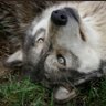 tpm's profile picture