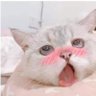 AKA屏東大香蕉 profil fotoğrafı