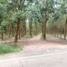 สมปอง's profile picture