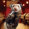 Фото профиля MTGOFerret