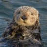 bearlover_otter's profile picture