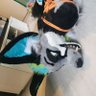 Фото профиля Ziggy the wrapped up Spiddy @NFC 🕸️🦊🔑💦🚫