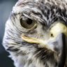 Falcon's profile picture