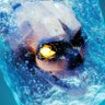 TheFrozenNightmare's profile picture
