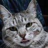 ほしつぐ profil fotoğrafı