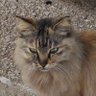 にゃん吉🐈⬛🍰⛩🧋🍨🗾🟠💩's profile picture
