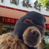 撕夜 的头像
