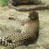 ガルバー profil fotoğrafı