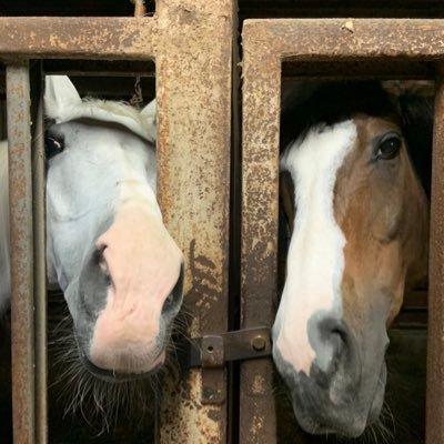 aidaihorse1964's profile picture