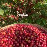 Profilbild von منصور الشرمان
