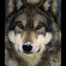 Egyption Deviated's profile picture
