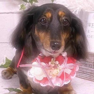 afu29291944's profile picture