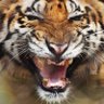 Bengal_Tiger 🕉 🇮🇳 profil fotoğrafı