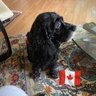 vilma 🇨🇦's profile picture