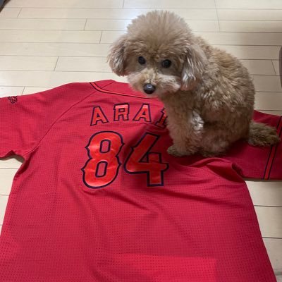 虎の4番新井貴浩's profile picture