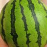 西瓜2(皮算用亭たぬき)サブ垢/国産品を食べて生産者を応援しよう!'s profile picture