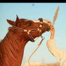 Фото профиля rooz🐎