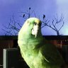 Paul profil fotoğrafı