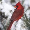 Sierra profil fotoğrafı