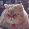 CelestialNovaCat's profile picture