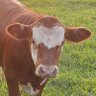 Ribeye profil fotoğrafı