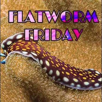 FlatWormFriday's profile picture