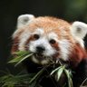 Profilbild von Red Panda