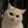 猫's profile picture