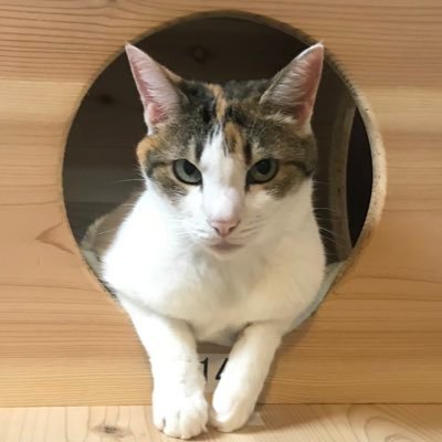 tumu_tori's profile picture