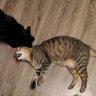 ちゅえん츄엔 的头像