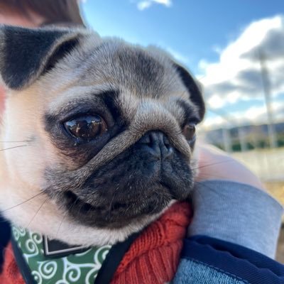 🍙パグのおむ🍙's profile picture