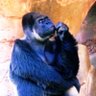 sembi's profile picture