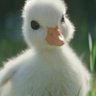 DuckTheTweeter:)'s profile picture