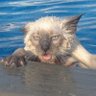 pykz0 profil fotoğrafı