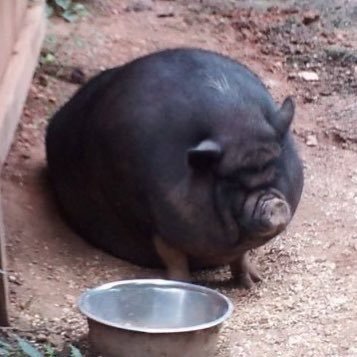 neeraj’s trough's profile picture