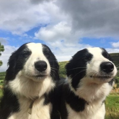 FracVL's profile picture