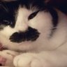Фото профиля ユメネコラブユー🐈