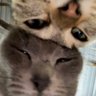 Profilbild von Braddington