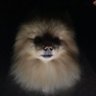 Profilbild von やまとでれしこ