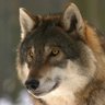 Senecawolf2🐺 🌊🌊 profil fotoğrafı
