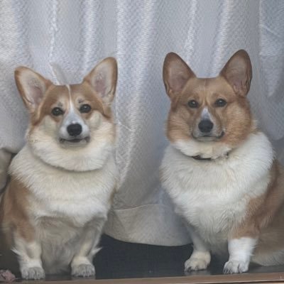 momoiro_daifuku's profile picture