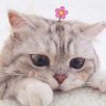 เอลลี่ ally profil fotoğrafı