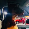 Фото профиля Doberman