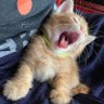 TORA NEKO profil fotoğrafı