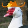 Duck🦆's profile picture