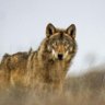 WolfLand profil fotoğrafı