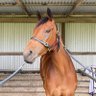 Фото профиля JB from Koroit 🇦🇺🍺🏇🏌🏻