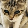 دتا profil fotoğrafı
